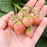 White Carolina Pineberry, Strawberry Roots - 5 Roots thumbnail number null